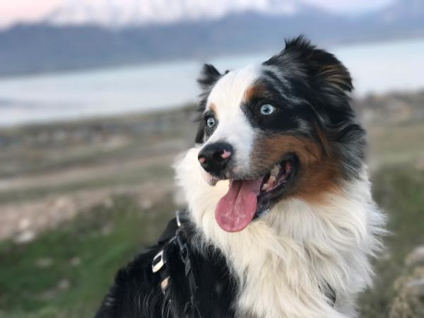 /Images/uploads/Humane Society of Utah/HSU2018/entries/3867thumb.jpg
